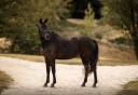 Belle jument noire dressage/cce/cso