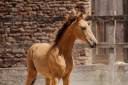 POULICHE - LUSITANIENNE - 5 MOIS - DRESSAGE - FRANCE
