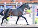 Masterclass HP DU WINKEL MALLE DE DRESSAGE DE 2 ANS