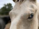 Poney male pie palomino 