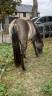 &Eacute;talon quarter horse