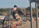 Fantastique ponette pp 109cm 