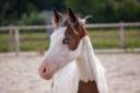 Magnifique et prometteur poulain Poney Fran&ccedil;ais de sell