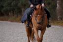 Dizi d&rsquo;harreville -> Hongre de 13 ans &agrave; vendre pour CSO