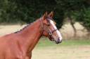 Pouliche de 2 ans par Darry Lou sur la souche de Jumpy 
