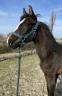 Poulain de 8 mois à vendre par Taloubet Z X Fierrina