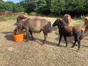 PONETTE OC MINI AMERICAIN