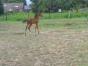 A vendre poulain de Costello TZ  (Comme il faut) 