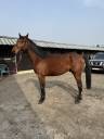 A vendre cheval entier de 3 ans CSO