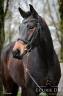 Magnifique Jument 5ans Quantensprung x San Amour 