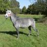 poney 6 ans 140 cm 