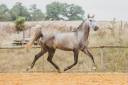 CHEVAL LUSITANIEN 