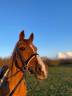 Entier Dutch Riding Pony A vendre 2012 Alezan