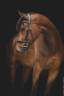 CHEVAL 