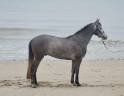 Magnifique poney de 4 ans par Contendro