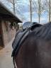 Selle dressage Thorowgood