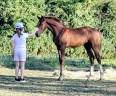 Prometteur fils de Kassander V't Roosakker