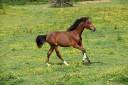 Poulain taille Poney D polyvalent & d'avenir