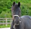 poulain Arabo frison 1 an