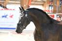 Jument frison Tara King 3 ans
