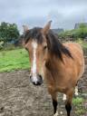 Jument Franche Montagne 6 ans