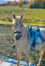 Poney Welsh palomino