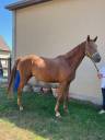 CHEVAL SELLE FRANCAIS HONGRE NE EN 2022