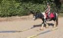 Lucky, hongre Irish cob de 10 ans et +/- 1,20m