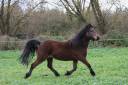 ponette Dartmoor PP