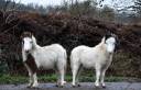 2 poulains BMP mini horse 