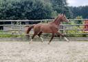 Mâle de dressage, 2 ans, à vendre 