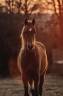 Super cheval de sport disponible!