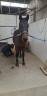 Grand cheval a vendre