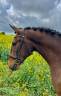Cheval Lusitanien PP 6 ans