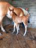 Haflinger x freiberger franches -montagnes 