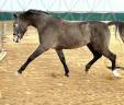 Entier Cheval de Selle Italien A vendre 2021 Gris