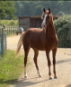 A VENDRE POULAIN LUSITANO-ARABE- PP DSA- 1 AN