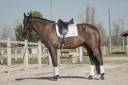 Hongre - 7 ans - KWPN X Lusitanien 