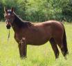 Pouliche SF ( Controe  x Champs Elysees x Le tot)
