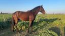 Entier - Lusitanien - 3 ans - Dressage 
