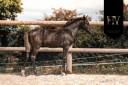 Poulain Kwpn par Quaterhit x Desperados FRH 