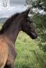 Poulain Pure Race Espagnole Noir 