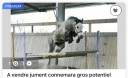 Ponette connemara de 6ans de 1m37