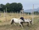 Pouliche ponette OC 2023 (inscriptible PFS)