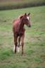 Poulain de 1 an souche Jumpy de Kreisker 
