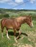 PFS Poney Français de Selle