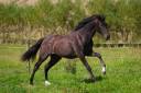 Beautiful PRE mare