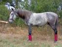 Pre x allemand (Sandro hit) 