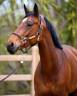Jument de CSO 9 ans 