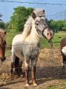 Poney entier onc